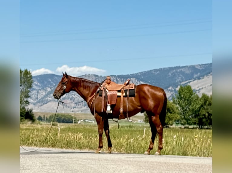 American Quarter Horse Castrone 10 Anni 157 cm Sauro ciliegia in Drummond