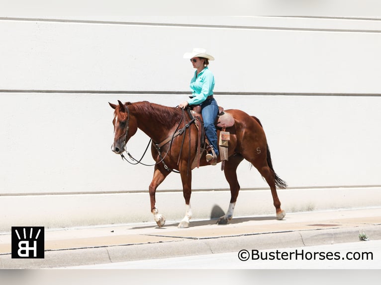 American Quarter Horse Castrone 10 Anni 157 cm Sauro ciliegia in Weatherford, TX