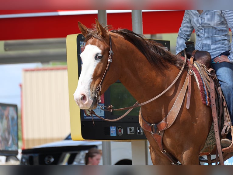 American Quarter Horse Castrone 10 Anni 157 cm Sauro ciliegia in Ripley