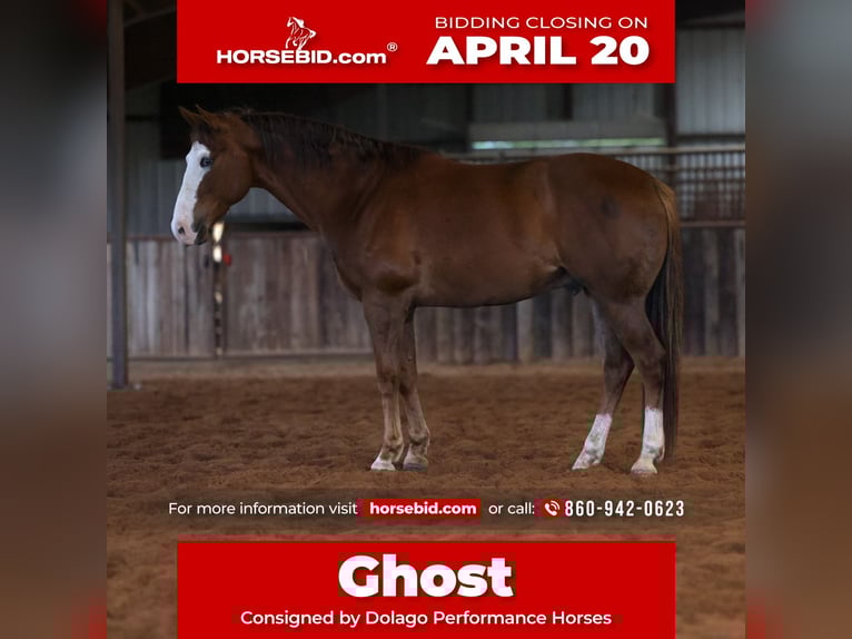 American Quarter Horse Castrone 10 Anni 157 cm Sauro ciliegia in Ripley