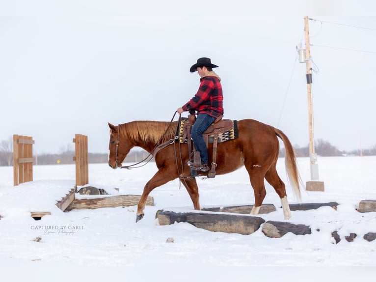 American Quarter Horse Castrone 10 Anni 157 cm Sauro ciliegia in La Grange
