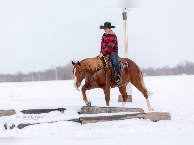 American Quarter Horse Castrone 10 Anni 157 cm Sauro ciliegia in La Grange