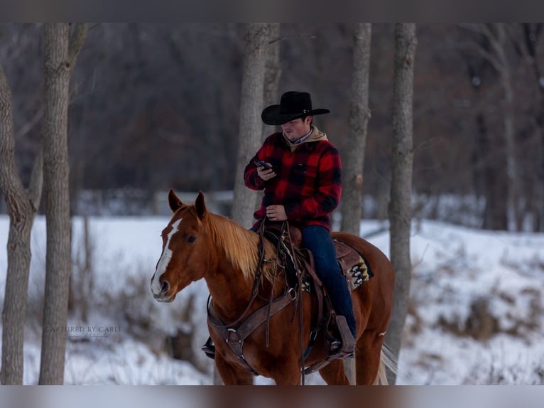 American Quarter Horse Castrone 10 Anni 157 cm Sauro ciliegia in La Grange