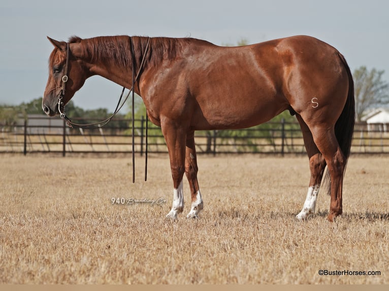 American Quarter Horse Castrone 10 Anni 157 cm Sauro ciliegia in Weatherford, TX