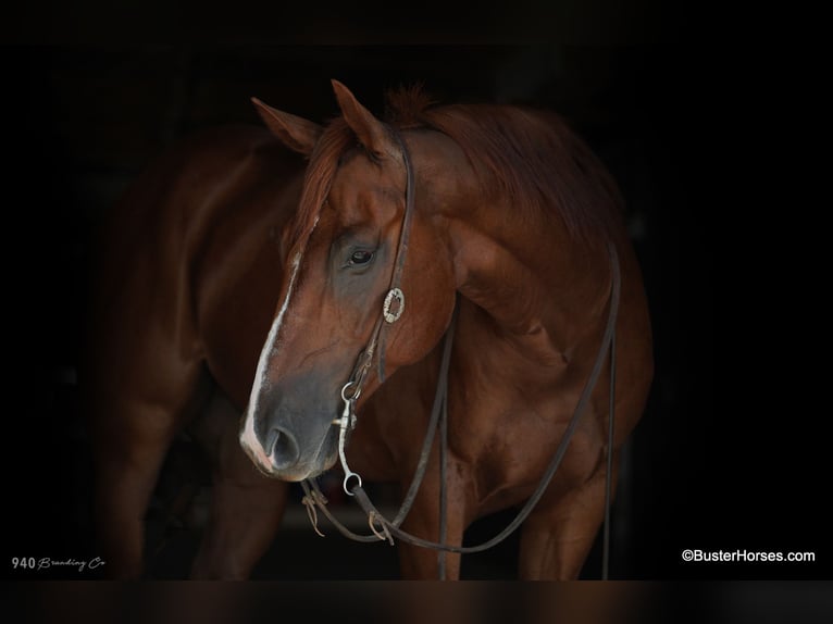 American Quarter Horse Castrone 10 Anni 157 cm Sauro ciliegia in Weatherford, TX