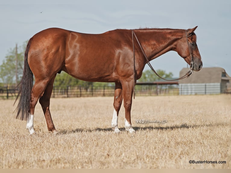 American Quarter Horse Castrone 10 Anni 157 cm Sauro ciliegia in Weatherford, TX