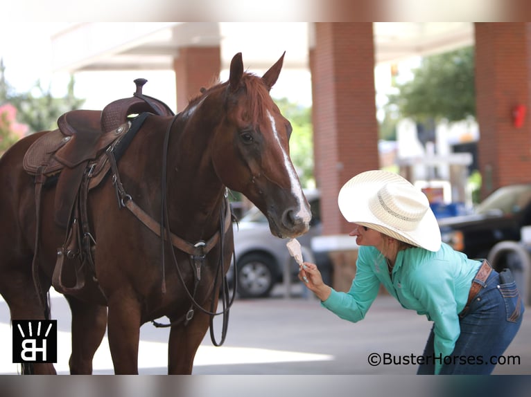 American Quarter Horse Castrone 10 Anni 157 cm Sauro ciliegia in Weatherford, TX