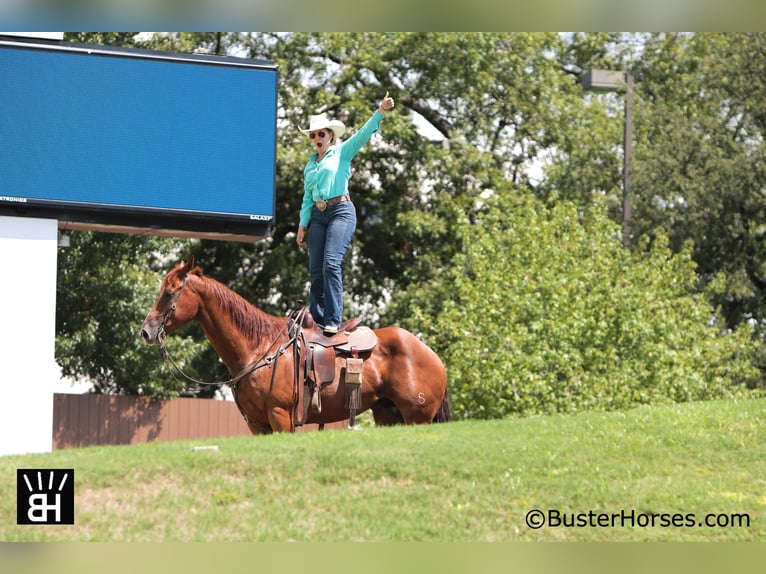 American Quarter Horse Castrone 10 Anni 157 cm Sauro ciliegia in Weatherford, TX