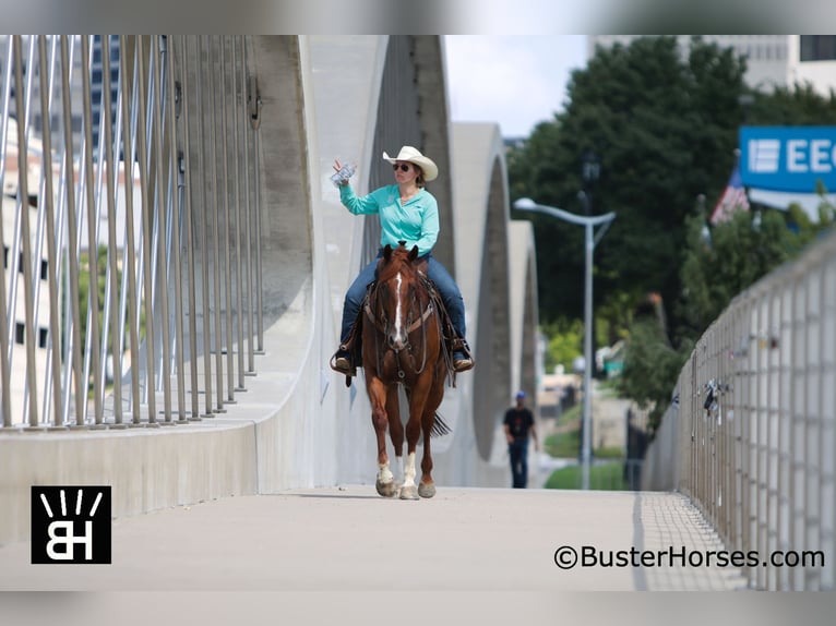 American Quarter Horse Castrone 10 Anni 157 cm Sauro ciliegia in Weatherford, TX