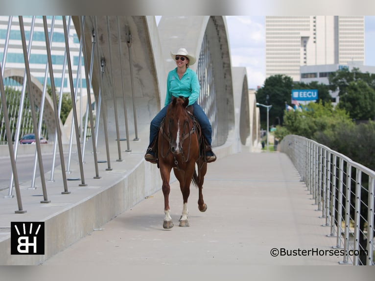 American Quarter Horse Castrone 10 Anni 157 cm Sauro ciliegia in Weatherford, TX