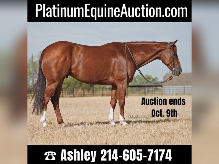 American Quarter Horse Castrone 10 Anni 157 cm Sauro ciliegia in Weatherford, TX