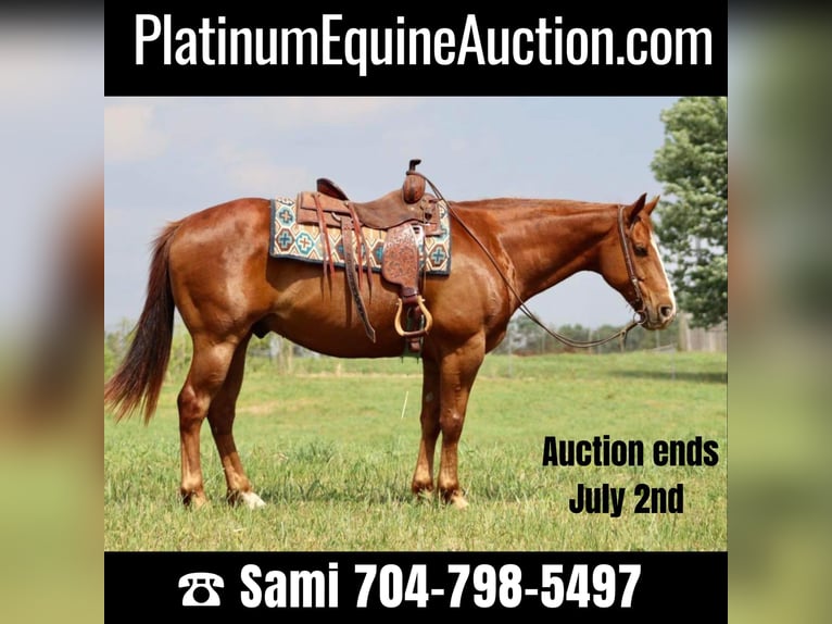 American Quarter Horse Castrone 10 Anni 157 cm Sauro scuro in Brooksville KY