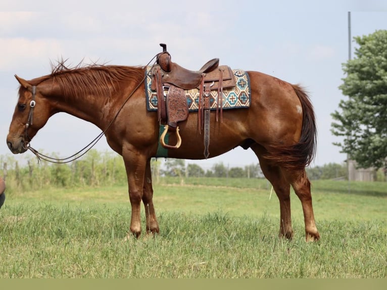 American Quarter Horse Castrone 10 Anni 157 cm Sauro scuro in Brooksville KY