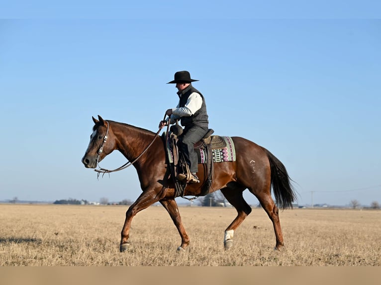 American Quarter Horse Castrone 10 Anni 157 cm Sauro scuro in Fairbank IA