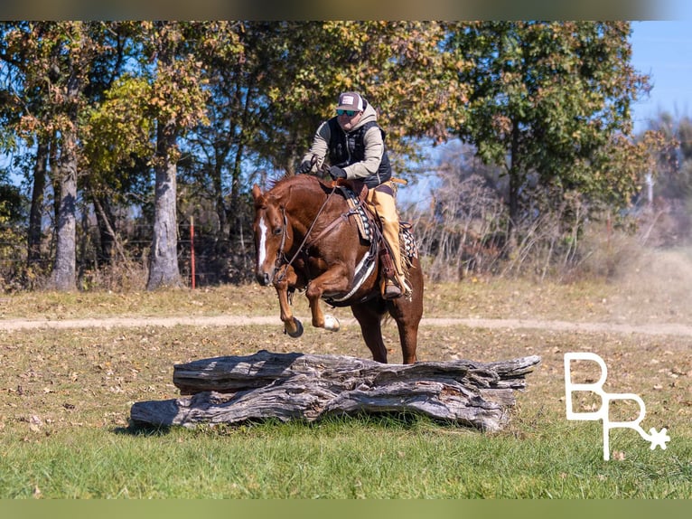 American Quarter Horse Castrone 10 Anni 157 cm Sauro scuro in Mountain Grove MO