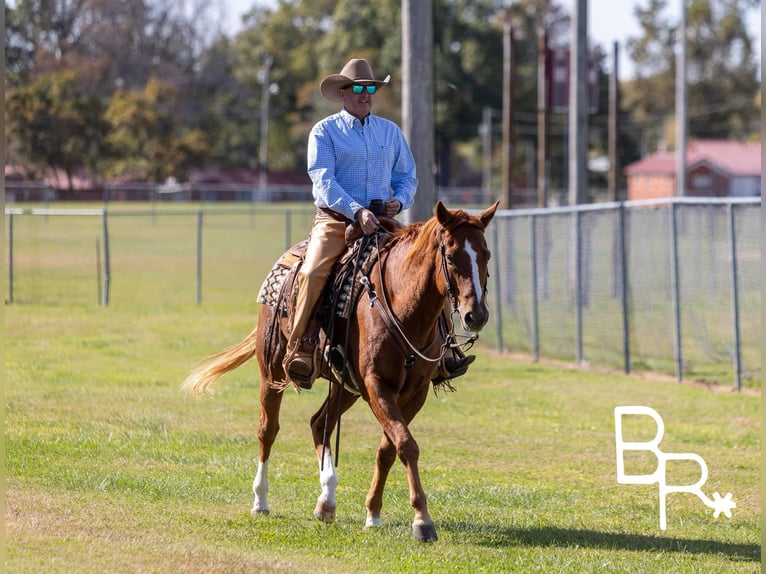 American Quarter Horse Castrone 10 Anni 157 cm Sauro scuro in Mountain Grove MO