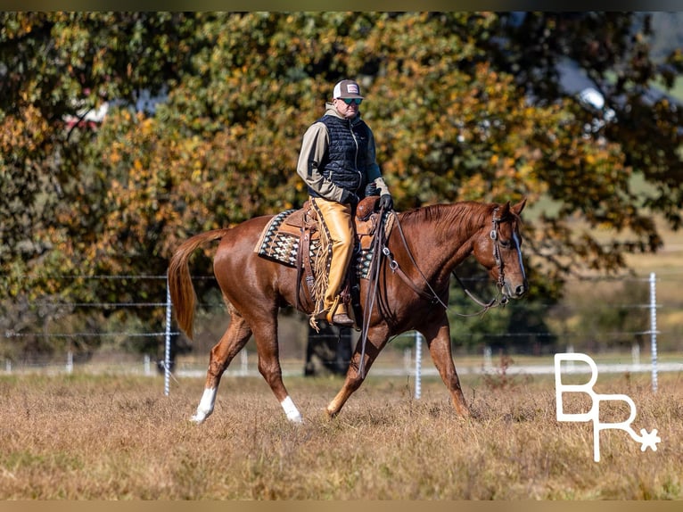 American Quarter Horse Castrone 10 Anni 157 cm Sauro scuro in Mountain Grove MO