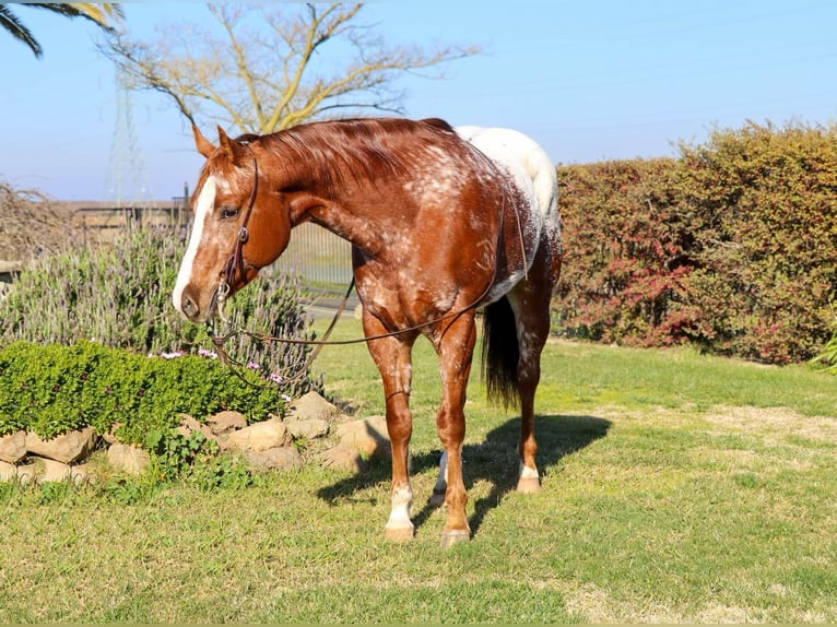 American Quarter Horse Castrone 10 Anni 157 cm Sauro scuro in Pleasant Grove CA