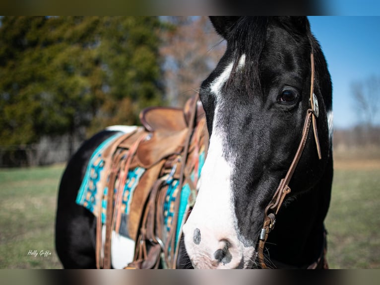 American Quarter Horse Castrone 10 Anni 157 cm Tobiano-tutti i colori in Greensburg KY