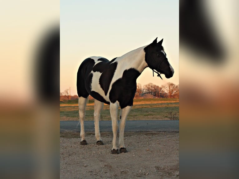 American Quarter Horse Castrone 10 Anni 157 cm Tobiano-tutti i colori in Terrell TX