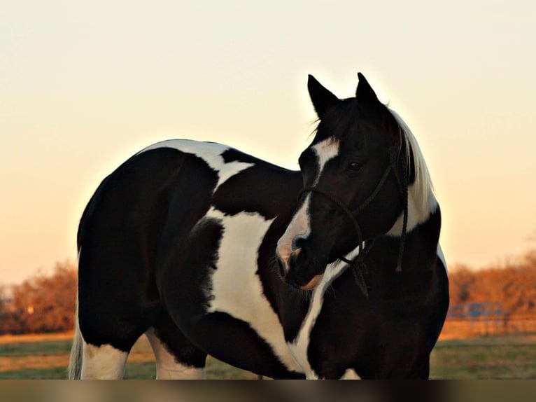 American Quarter Horse Castrone 10 Anni 157 cm Tobiano-tutti i colori in Terrell TX