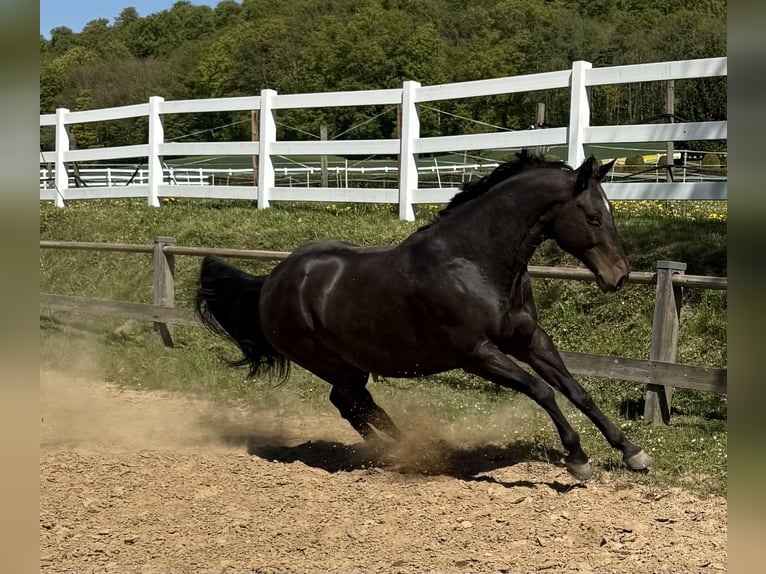 American Quarter Horse Castrone 10 Anni 158 cm Baio in Delligsen