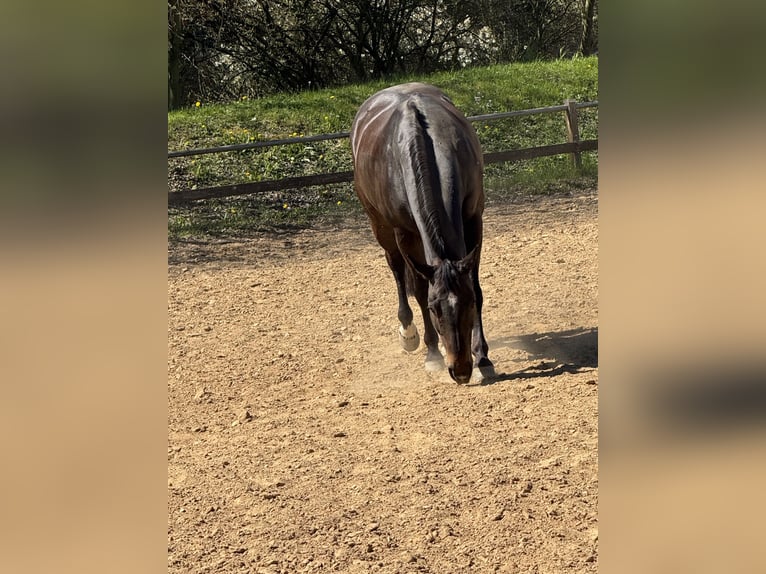 American Quarter Horse Castrone 10 Anni 158 cm Baio in Delligsen