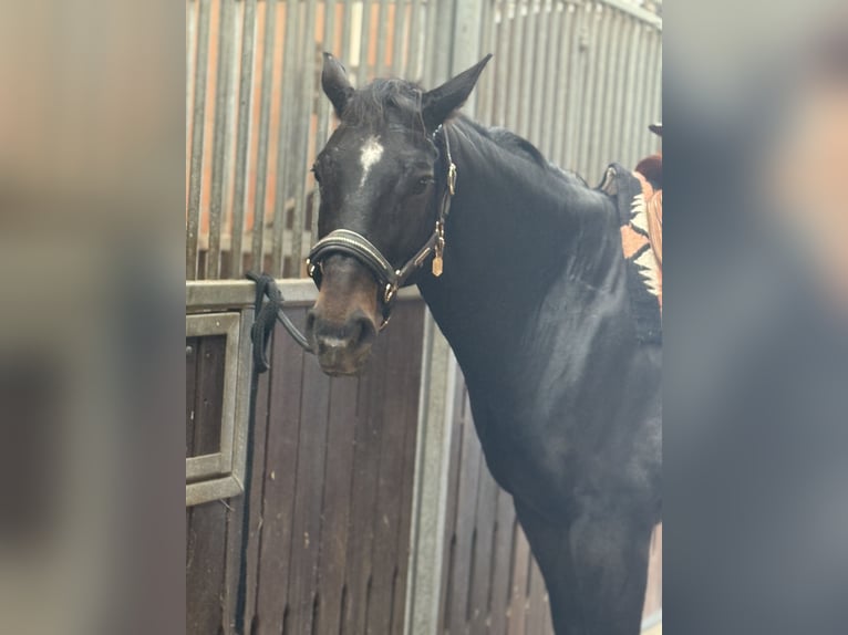 American Quarter Horse Castrone 10 Anni 158 cm Baio in Paderborn