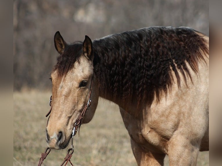 American Quarter Horse Castrone 10 Anni 160 cm Baio chiaro in Brodhead KY