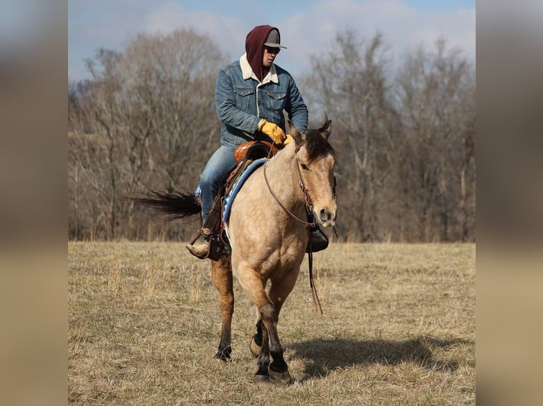 American Quarter Horse Castrone 10 Anni 160 cm Baio chiaro in Brodhead KY