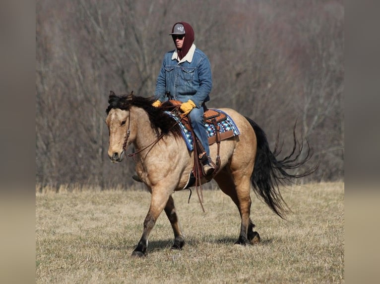 American Quarter Horse Castrone 10 Anni 160 cm Baio chiaro in Brodhead KY