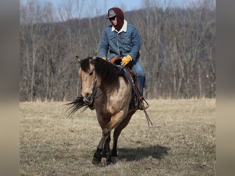 American Quarter Horse Castrone 10 Anni 160 cm Baio chiaro in Brodhead KY