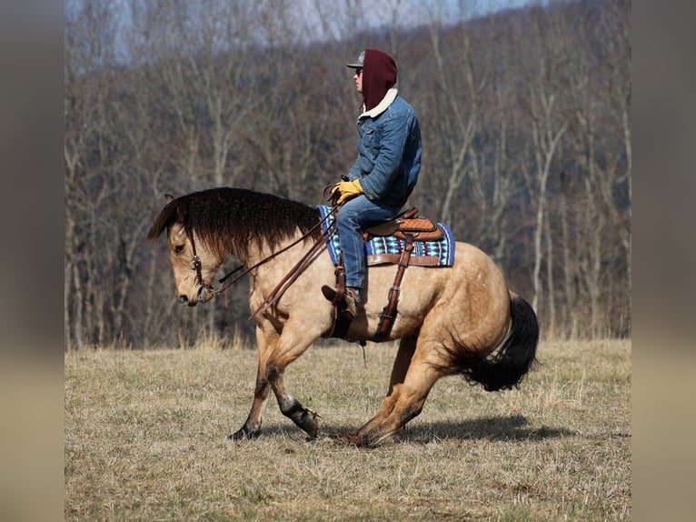 American Quarter Horse Castrone 10 Anni 160 cm Baio chiaro in Brodhead KY