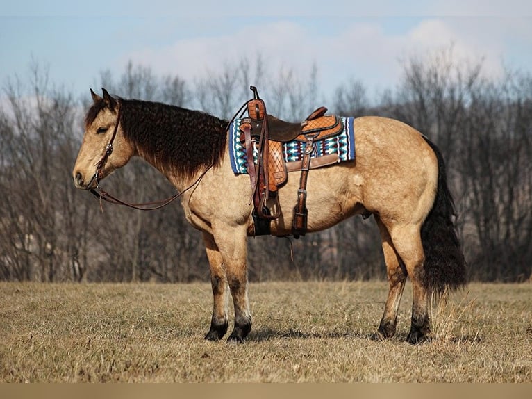 American Quarter Horse Castrone 10 Anni 160 cm Baio chiaro in Brodhead KY