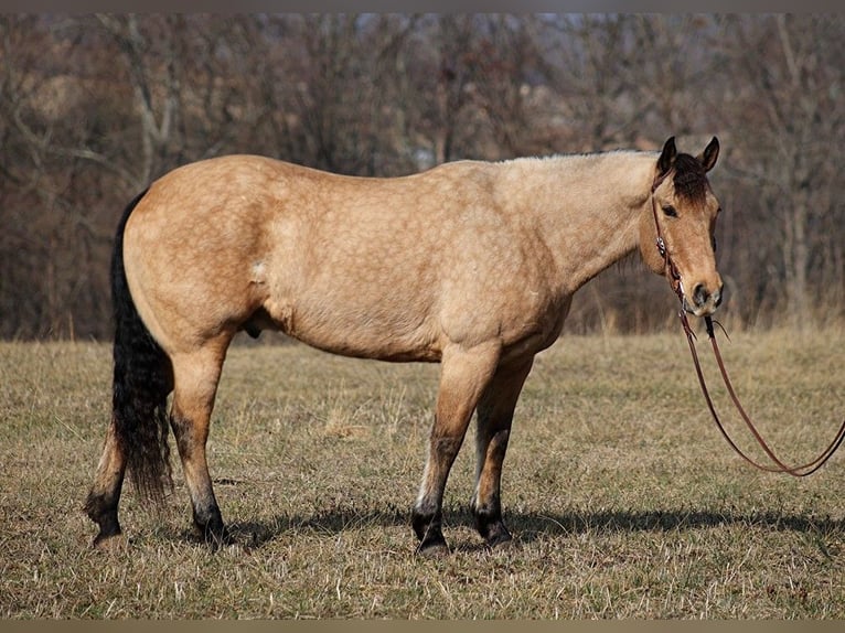 American Quarter Horse Castrone 10 Anni 160 cm Baio chiaro in Brodhead KY