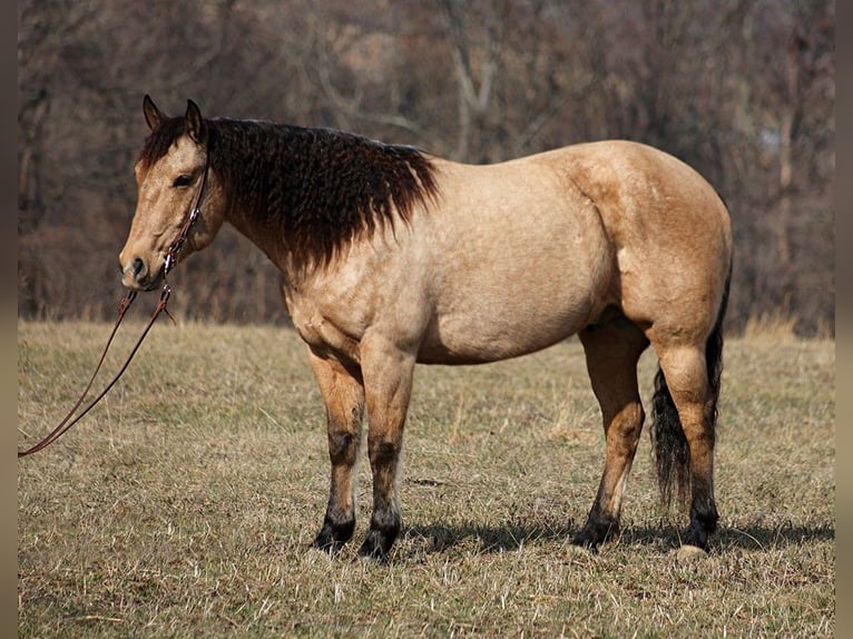 American Quarter Horse Castrone 10 Anni 160 cm Baio chiaro in Brodhead KY