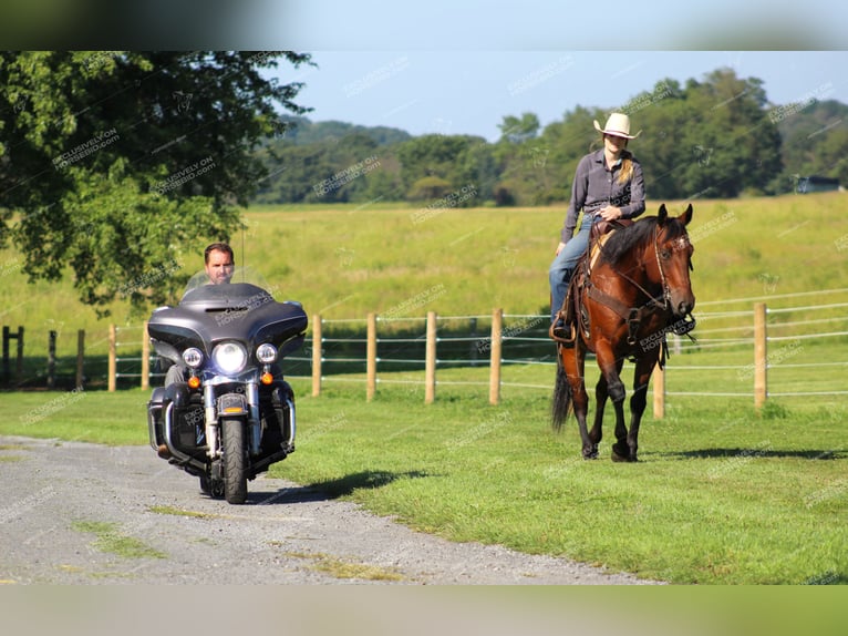 American Quarter Horse Castrone 10 Anni 160 cm Baio ciliegia in Clarion