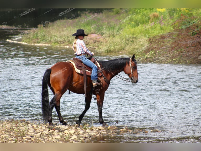 American Quarter Horse Castrone 10 Anni 160 cm Baio ciliegia in Clarion