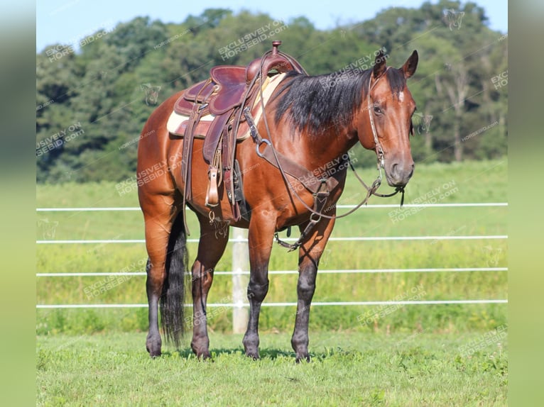 American Quarter Horse Castrone 10 Anni 160 cm Baio ciliegia in Clarion