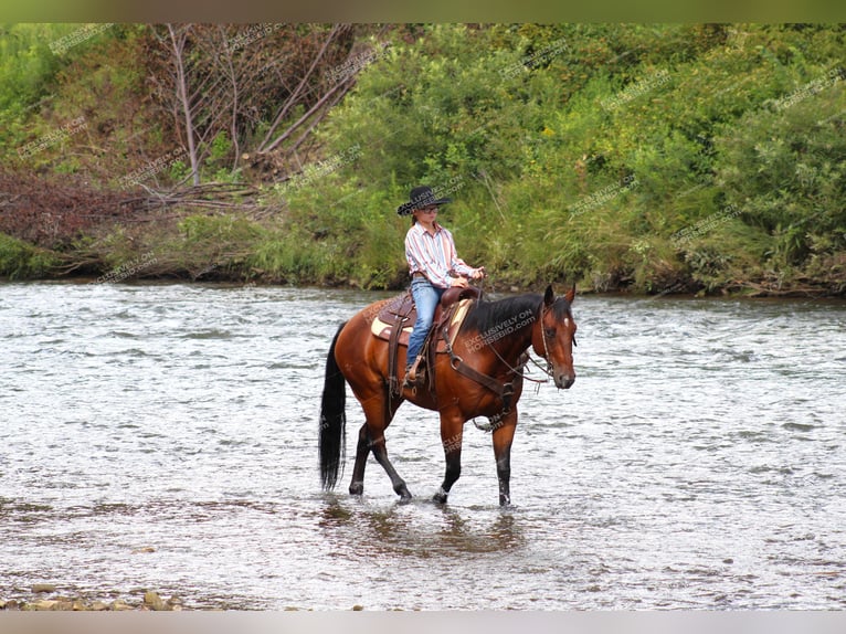 American Quarter Horse Castrone 10 Anni 160 cm Baio ciliegia in Clarion