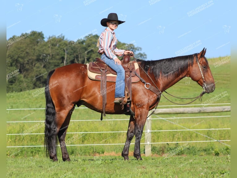 American Quarter Horse Castrone 10 Anni 160 cm Baio ciliegia in Clarion