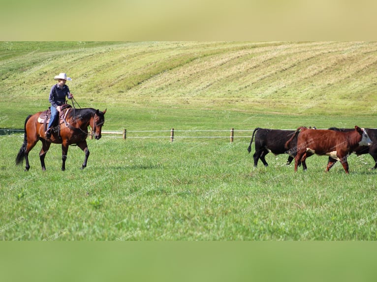 American Quarter Horse Castrone 10 Anni 160 cm Baio ciliegia in Clarion