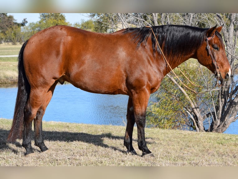 American Quarter Horse Castrone 10 Anni 160 cm Baio ciliegia in Jacksboro