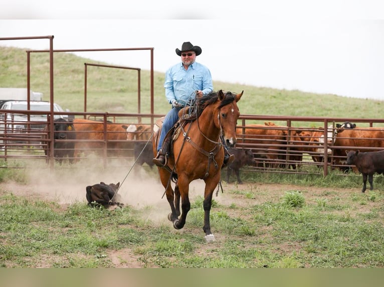 American Quarter Horse Castrone 10 Anni 160 cm Baio ciliegia in Jacksboro