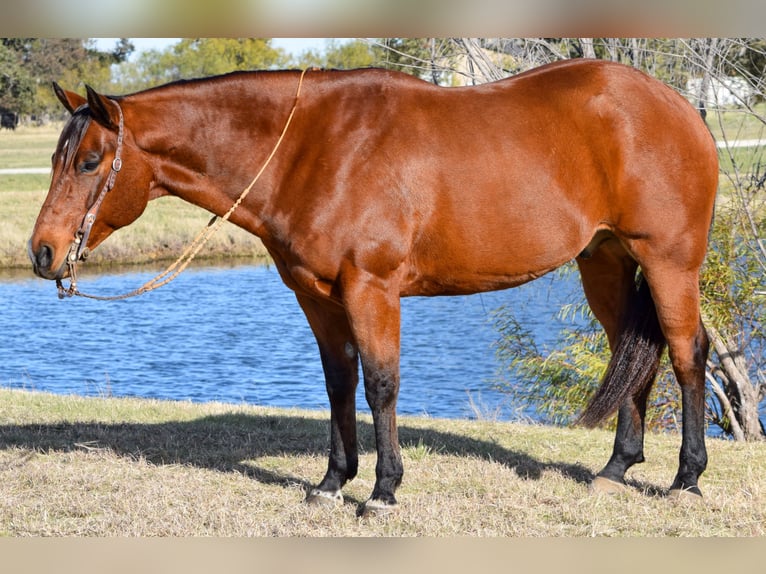 American Quarter Horse Castrone 10 Anni 160 cm Baio ciliegia in Jacksboro