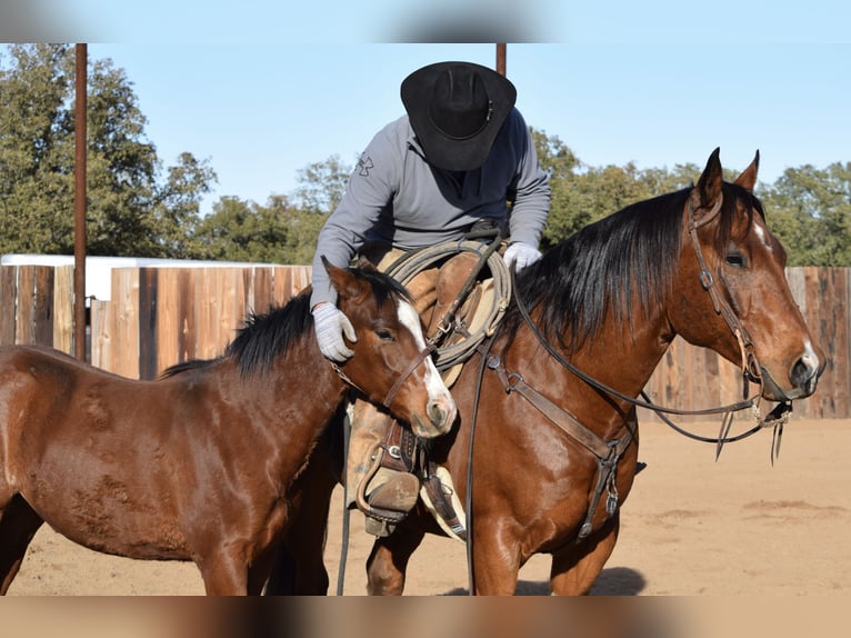 American Quarter Horse Castrone 10 Anni 160 cm Baio ciliegia in Jacksboro