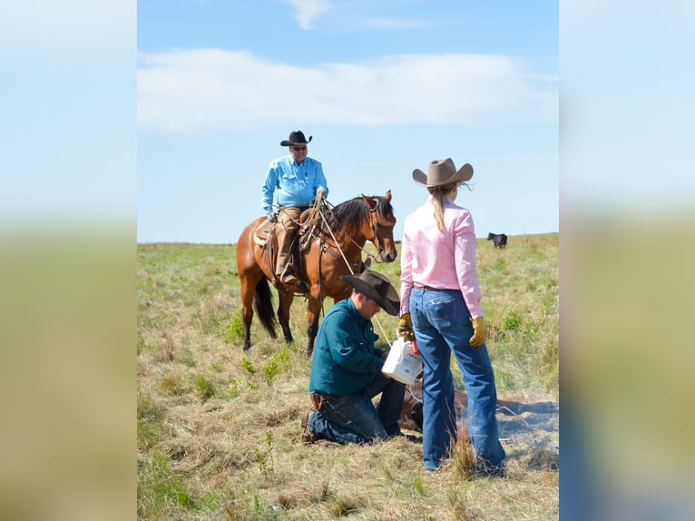 American Quarter Horse Castrone 10 Anni 160 cm Baio ciliegia in Jacksboro