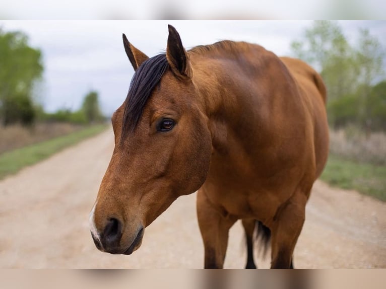 American Quarter Horse Castrone 10 Anni 160 cm Baio ciliegia in Jacksboro