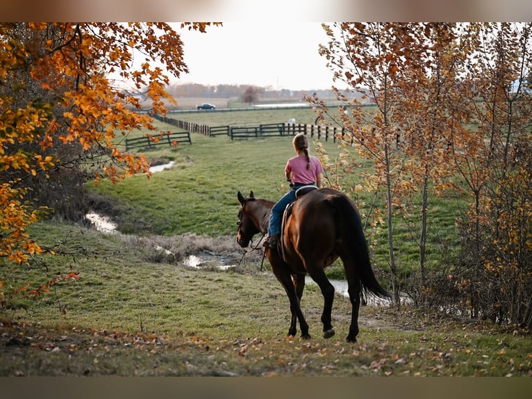 American Quarter Horse Castrone 10 Anni 160 cm Baio ciliegia in Orrville, OH