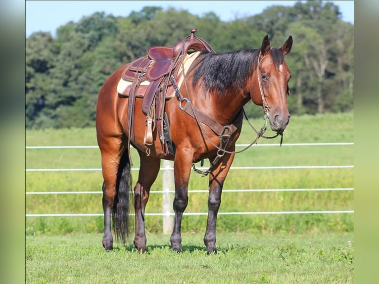 American Quarter Horse Castrone 10 Anni 160 cm Baio ciliegia in Orrville, OH